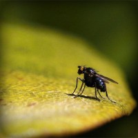 /album/paragliding-u-praha/photolia-a07-jpg/