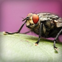 /album/paragliding-u-praha/photolia-a08-jpg/